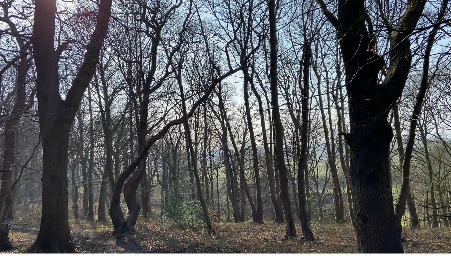 Norfolk woodland